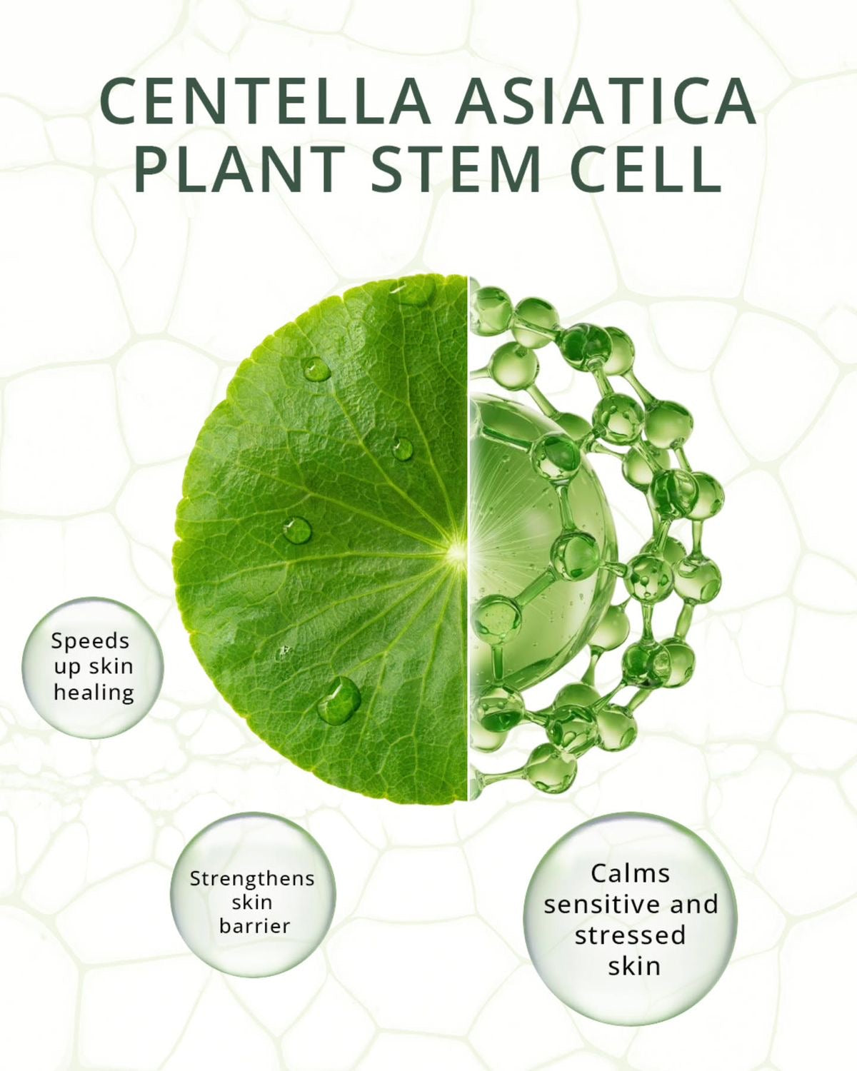 Centella Asiatica (Cica): Το μυστικό για ήρεμο, υγιές και ισορροπημένο δέρμα.